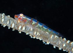 Wire coral goby. Taken in Mabul with Nikon D70 and 105 lens. by Beverly Speed 